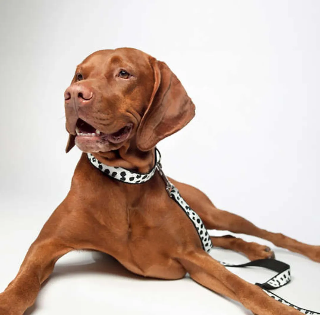 Dalmatian Leash